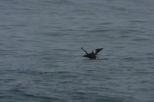 Guillemot, Pigeon, 2015-06111397 Montana de Oro State Park, CA